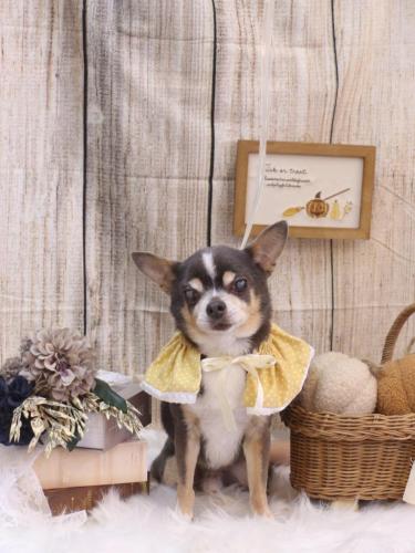 20241019メルくん